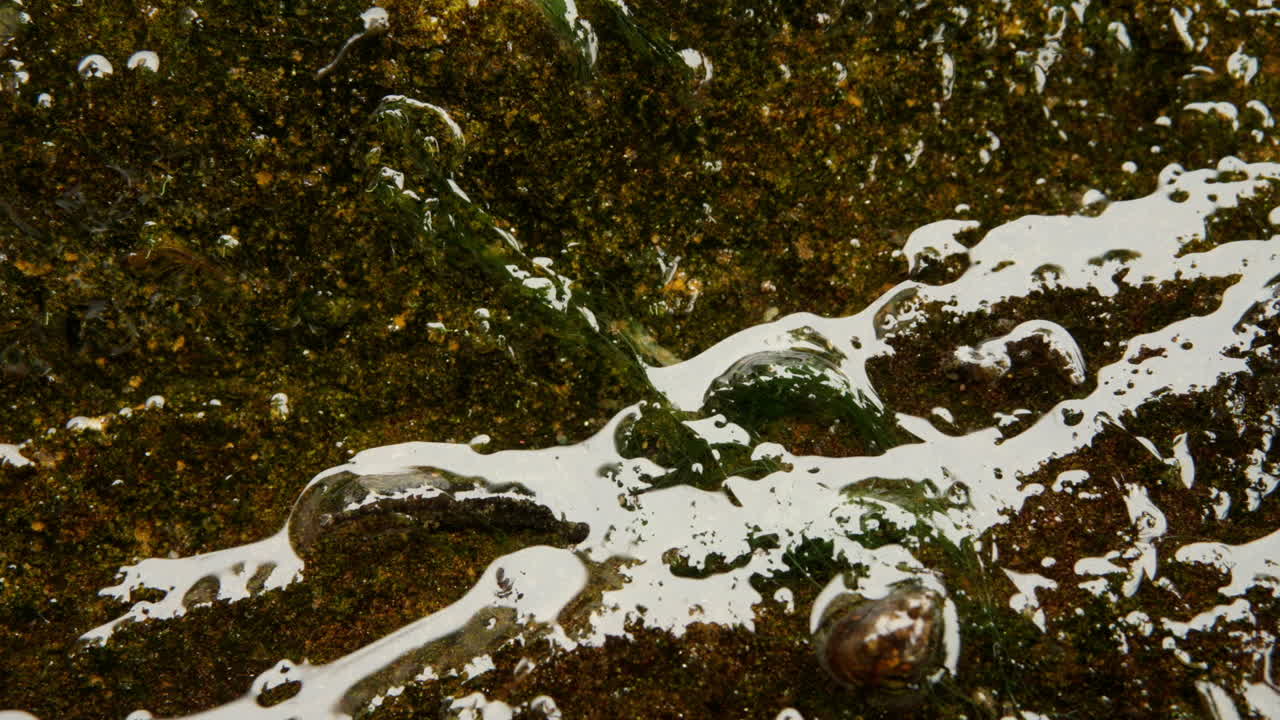 Macro and time-lapse shot of snails and insect larvae on wet, algae-covered rock