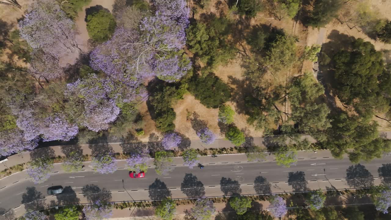 Drone Shot Of Chapultepec Park, Natural Green Forest At Sunny Day, Mexico