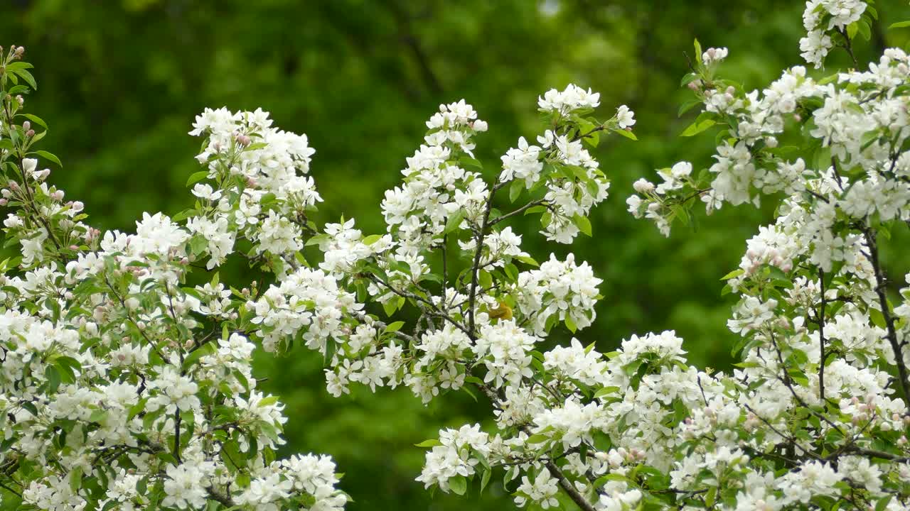 pájaro curruca amarillo saltando sobre ramas de árboles en flor blanca, vista estática
