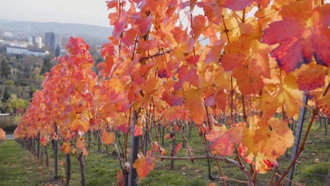 Walking-sideways-downhill-through-big-colourful-vineyard-and-red-grapevines-during-autumn-in-Bordeaux,-France-in-4k