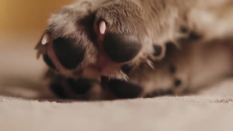 close-up of a cat's paw