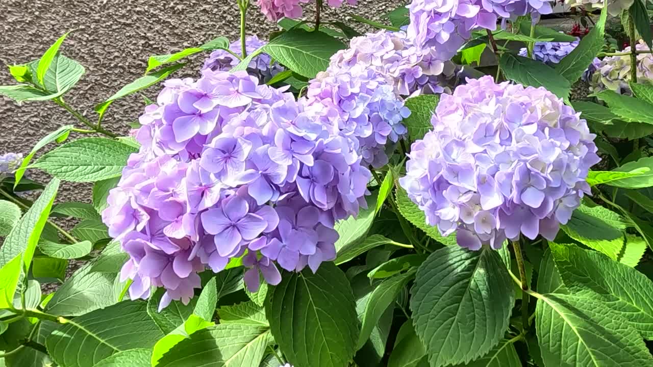 Close-up of vibrant purple hydrangeas with lush green leaves and a textured wall backdrop.