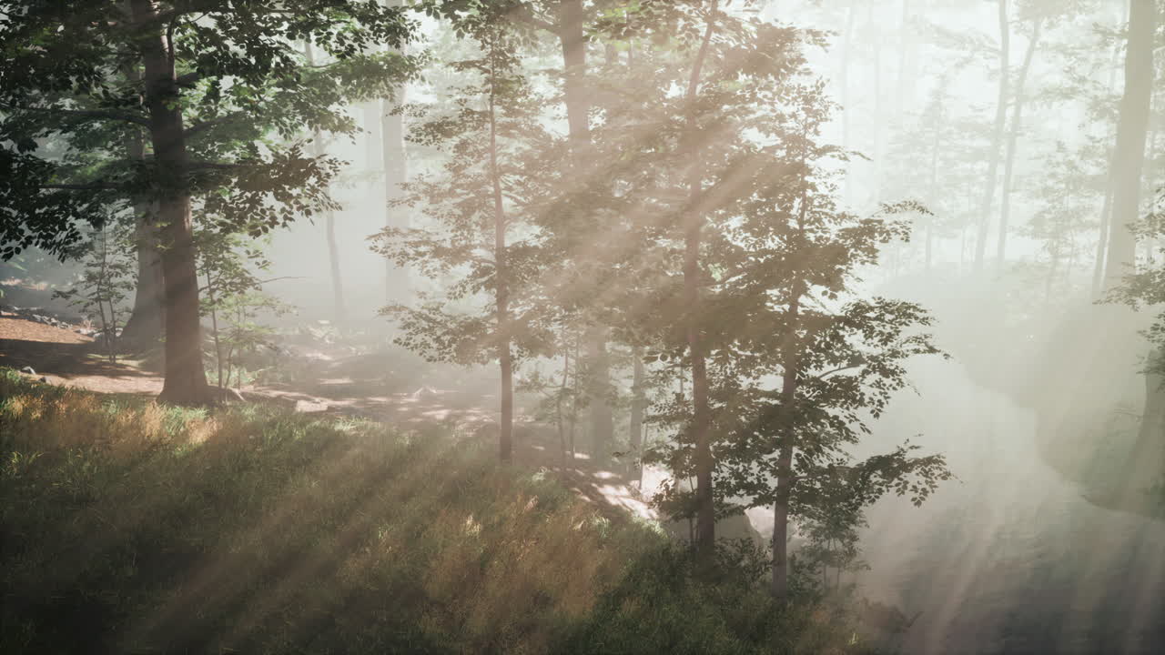 magic dark autumn forest scenery with rays of warm light