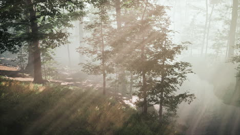 magic dark autumn forest scenery with rays of warm light