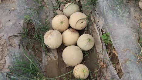 Enjoying-Fresh-Cantaloupe-on-the-Ground