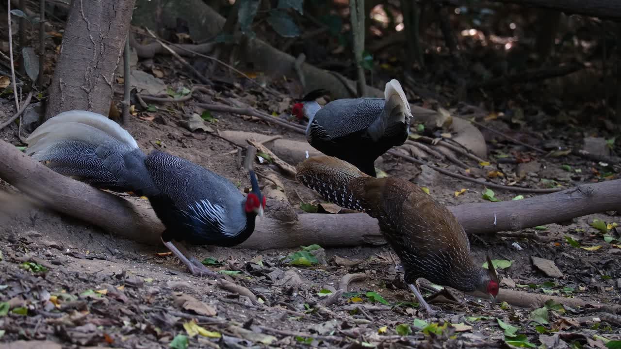 dos machos y una hembra que se alimentan juntos en el bosque, el faisán kalij lophura leucomelanos, tailandia