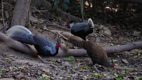 Dos-Machos-Y-Una-Hembra-Forrajeando-Juntos-En-El-Bosque,-Faisán-Kalij-Lophura-Leucomelanos,-Tailandia