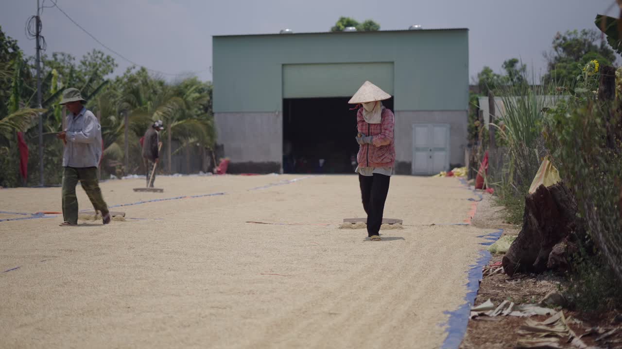 Rice Farming in Vietnam