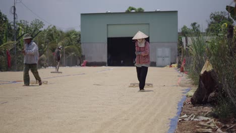 rice farming in vietnam