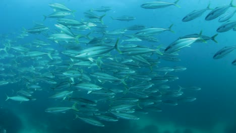 a large group of schooling fish swimming near a scuba diver