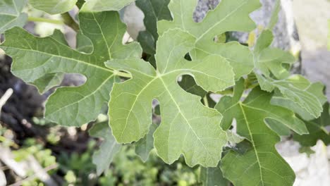 close shot of big green fig tree leaves shaking in windy day