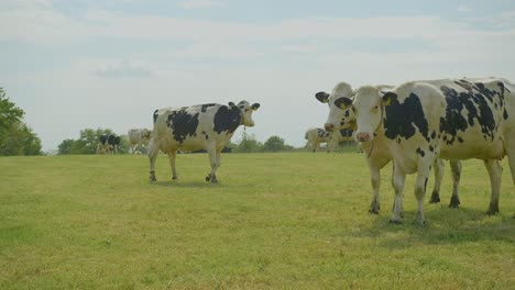 Slow-Motion-Shot-Of-Herd-Of-European-Cows-Grazing-In-Green-Land