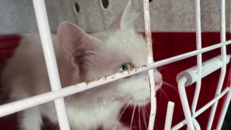 Cat-in-a-cage-rescued-from-the-street