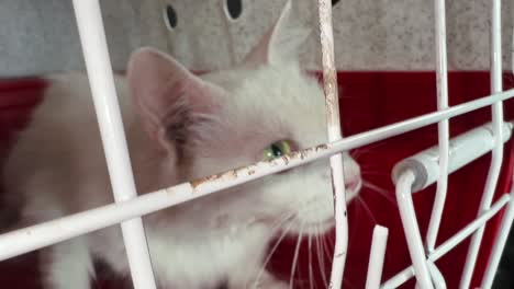 cat in a cage rescued from the street