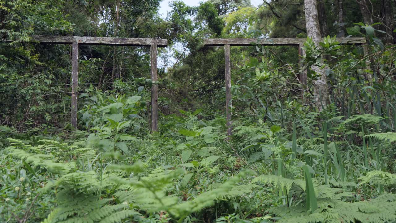 low rainforest mountain, extrema - minas gerais, brazil, ferns in the wind, wooden structure
