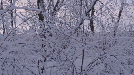 Ramas-De-árboles-Cubiertas-Por-La-Nieve-Del-Invierno-En-Un-Parque