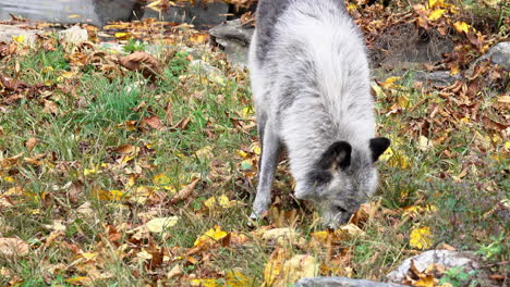 un lobo gris de las montañas rocosas olfatea el suelo, buscando comida