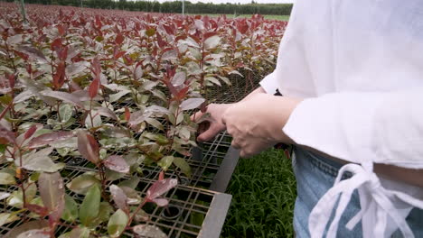 a woman examines a eucalyptus seedling