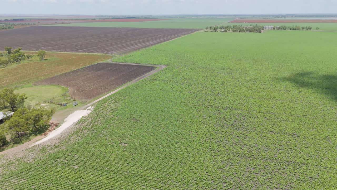 обширные кукурузные поля под чистым небом в австралии