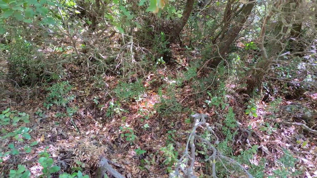 Luce solare che filtra attraverso il fitto fogliame della foresta