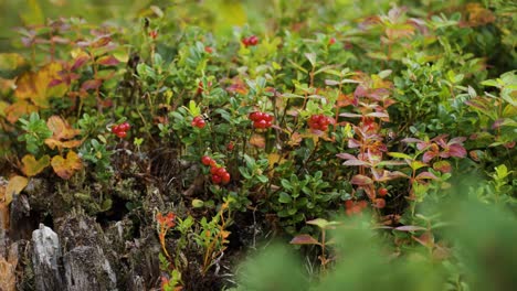 a close view of lingonberry plants with vibrant red berries thriving in a forest setting.