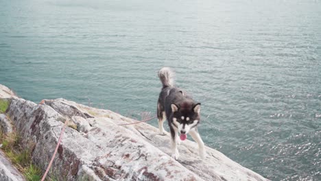 Perro-Malamute-De-Alaska-Con-Correa-Caminando-Rocas-Junto-A-La-Orilla-Del-Lago