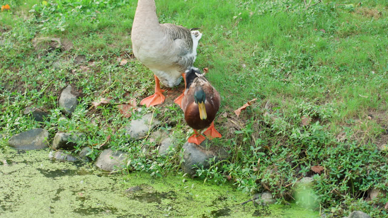 Anatra vicino allo stagno. Uccello acquatico che riposa sul bordo muschioso dello stagno. Scena tranquilla di un'anatra che cerca cibo vicino alla riva dello stagno coperta di alghe. Ambiente sereno con germano reale e piante acquatiche sulla sponda tranquilla dello stagno.