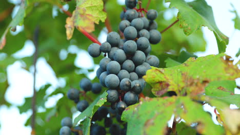 una vista de un racimo de uvas maduras con hojas de helecho en un día soleado moviéndose con viento fuerte antes de cosechar y preparar vino en la región de moravia del sur capturada a 4k 60fps
