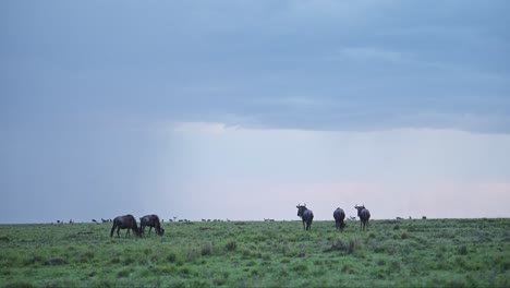 wildebeest herd in rainy season rain storm under dramatic clouds and sky in torrential downpour, great migration in africa from kenya tanzania, african wildlife safari animals grazing on grass