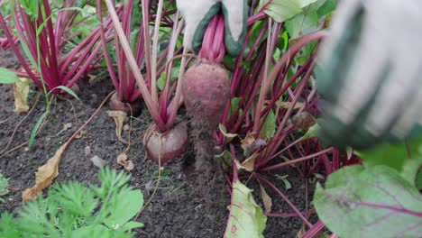 granjero con guantes tirando y cosechando plantas de remolacha en el campo