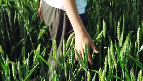 kids hand touches wheat spikelets on green field background
