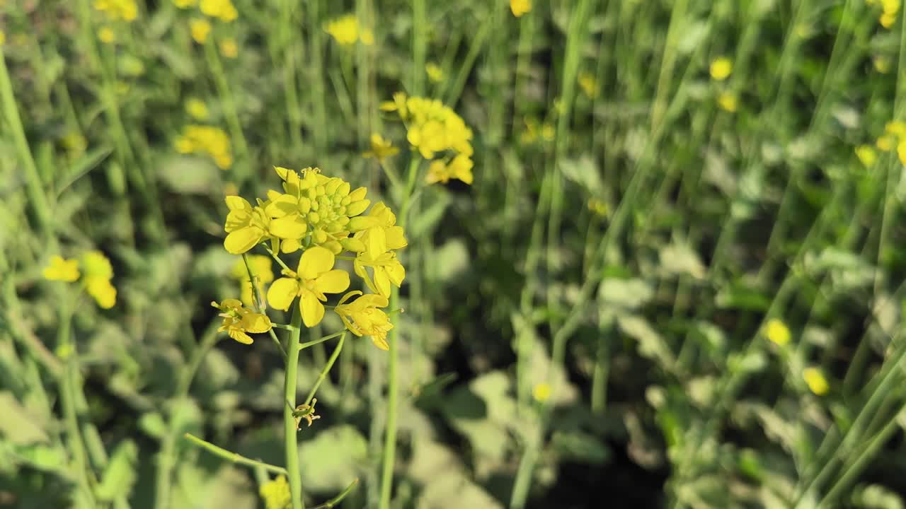 Static closeup shot of yellow mustard flower gently swaying in light breeze, sharp bloom in focus against soft green field background under natural daylight