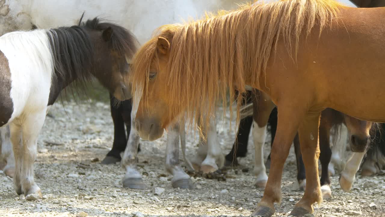 primer plano de dulces y coloridos caballos ponis de pie en el campo de la granja durante la luz del sol, primer plano