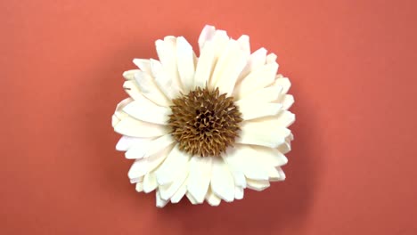 beautiful single daisy flower fast spinning on a rotating brown background.