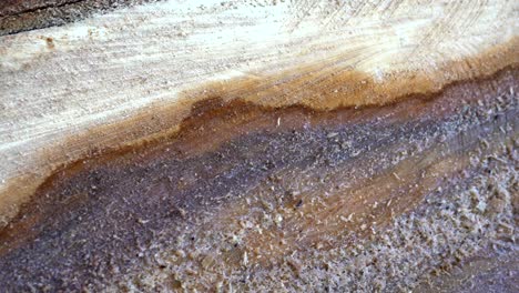 felled tree in forest. cross section of tree trunk.