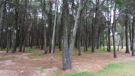 walking towards a tree in a forest with greenery