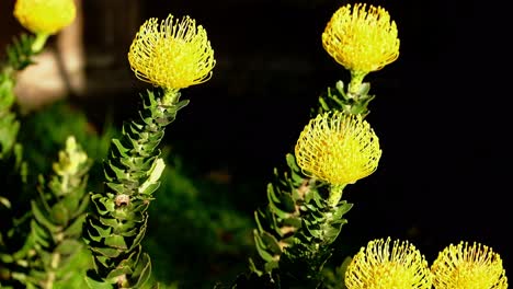 distinctive vibrant yellow flowers of protea pincushion leucospermum cordifolium