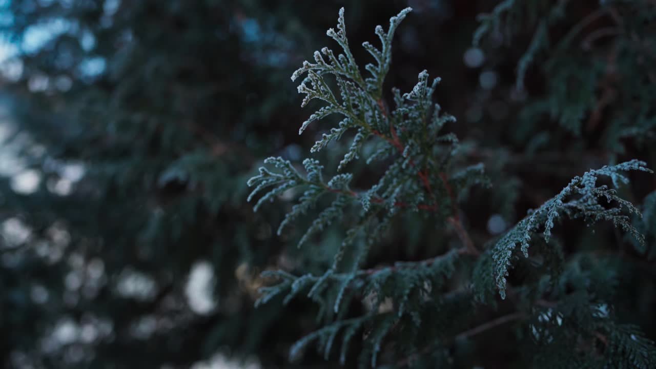 숲 공원의 초록색 피침나무 잎자루