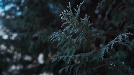 green conifer foliage in forest park