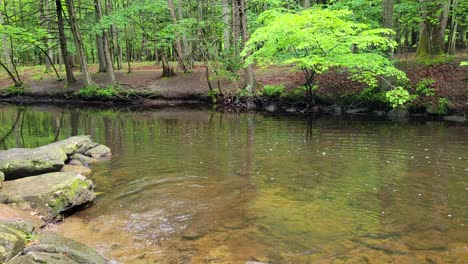 Weit-Von-Einem-Hund,-Der-Aus-Einem-Fluss-Läuft