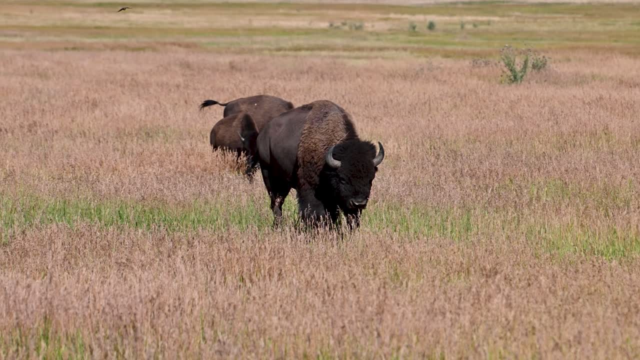 Two bison standing close together in a grassy field of open prairie with flat landscape
