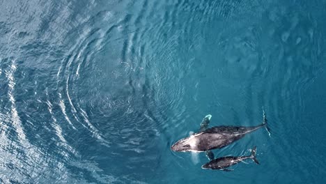 Aerial-View-Of-Humpback-Whales-Swimming-In-Blue-Ocean---Humpback-Whales-Blowing-Water