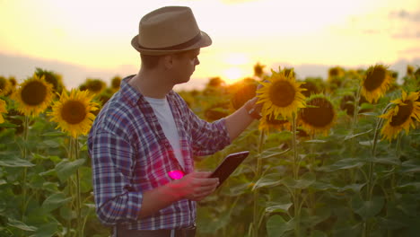 Un-Granjero-Camina-Por-El-Campo-Con-Grandes-Girasoles-Amarillos-Y-Los-Examina.-Escribe-Sus-Características-En-El-Ipad.