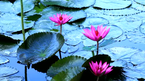 bees collects honey at pink lotus flower with green leaves in pond