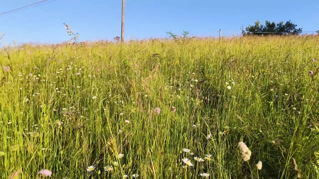Statische Weitwinkelaufnahme einer üppig grünen Wiese mit Wildblumen unter einem klaren blauen Himmel.