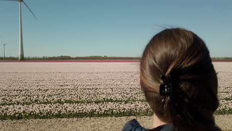 close up shot of the woman is watching and enjoying the view of the white tulip fields in the netherlands