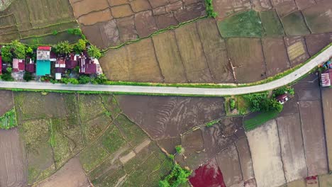 Rice-Field-With-Cultivated-Terrain-On-Countryside-Of-Catmon-In-Saint-Bernard,-Southern-Leyte,-Philippines