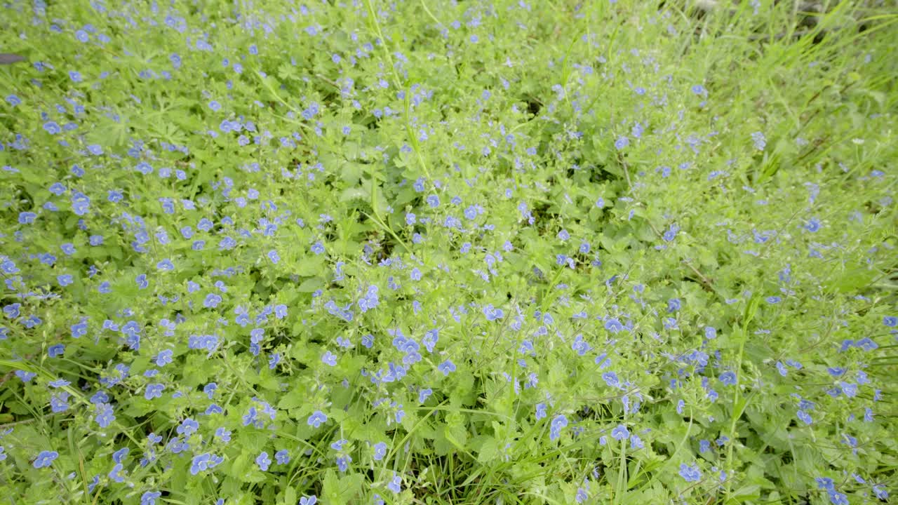 푸른 베로니카 차메드리스 꽃이 풀에서 느리게 움직입니다.