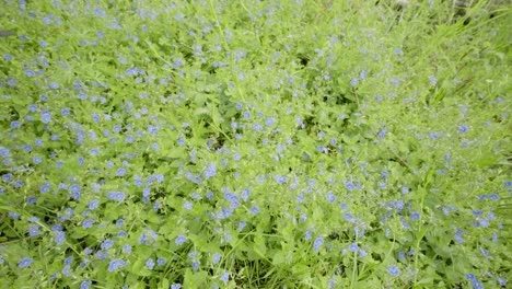 small blue veronica chamaedrys flowers in a meadow, slow travelling movement