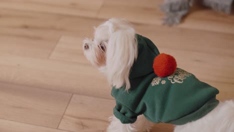 Small-White-Maltese-Dog-Wearing-Christmas-Blouse